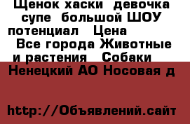 Щенок хаски, девочка супе, большой ШОУ потенциал › Цена ­ 50 000 - Все города Животные и растения » Собаки   . Ненецкий АО,Носовая д.